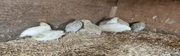 Quail poultry for sale: Coturnix quail chicks beautiful colours  - Advert 4