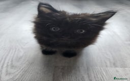British Shorthair cats for sale: 4 beautiful kittens for sale  - Image 17
