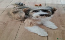 Tibetan Terrier dogs for sale: KC Tibetan Terrier Puppies For Sale😀 - Image 19