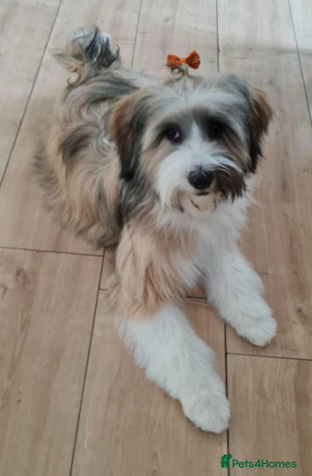 Tibetan Terrier dogs for sale: KC Tibetan Terrier Puppies For Sale😀 - Image 19