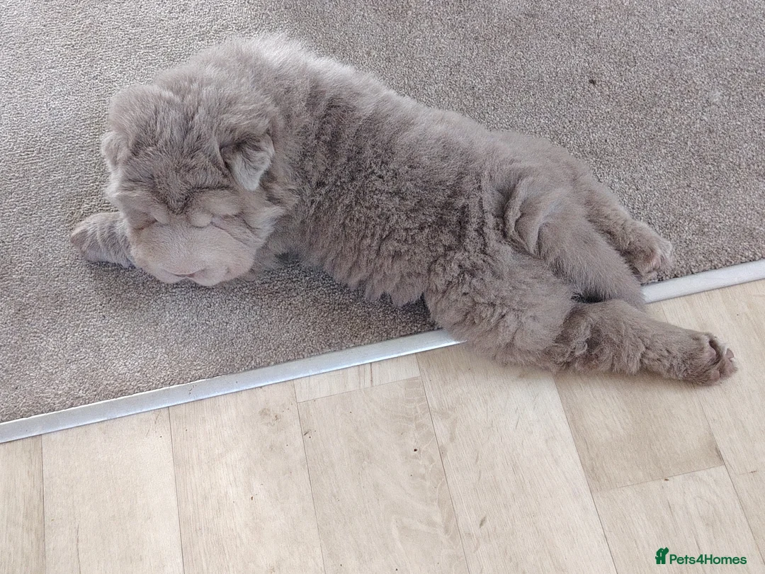 Shar Pei dogs for sale: 9 week old Sable/blue bear coat Sharpei pup in Keighley - Advert 2