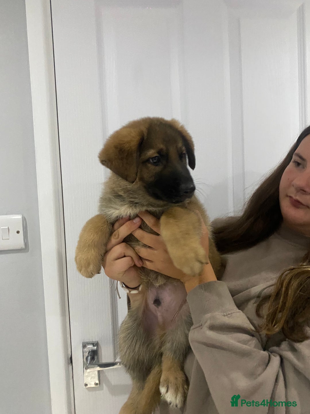 German Shepherd dogs for sale: 5 german shepherd puppies for sale - Image 3