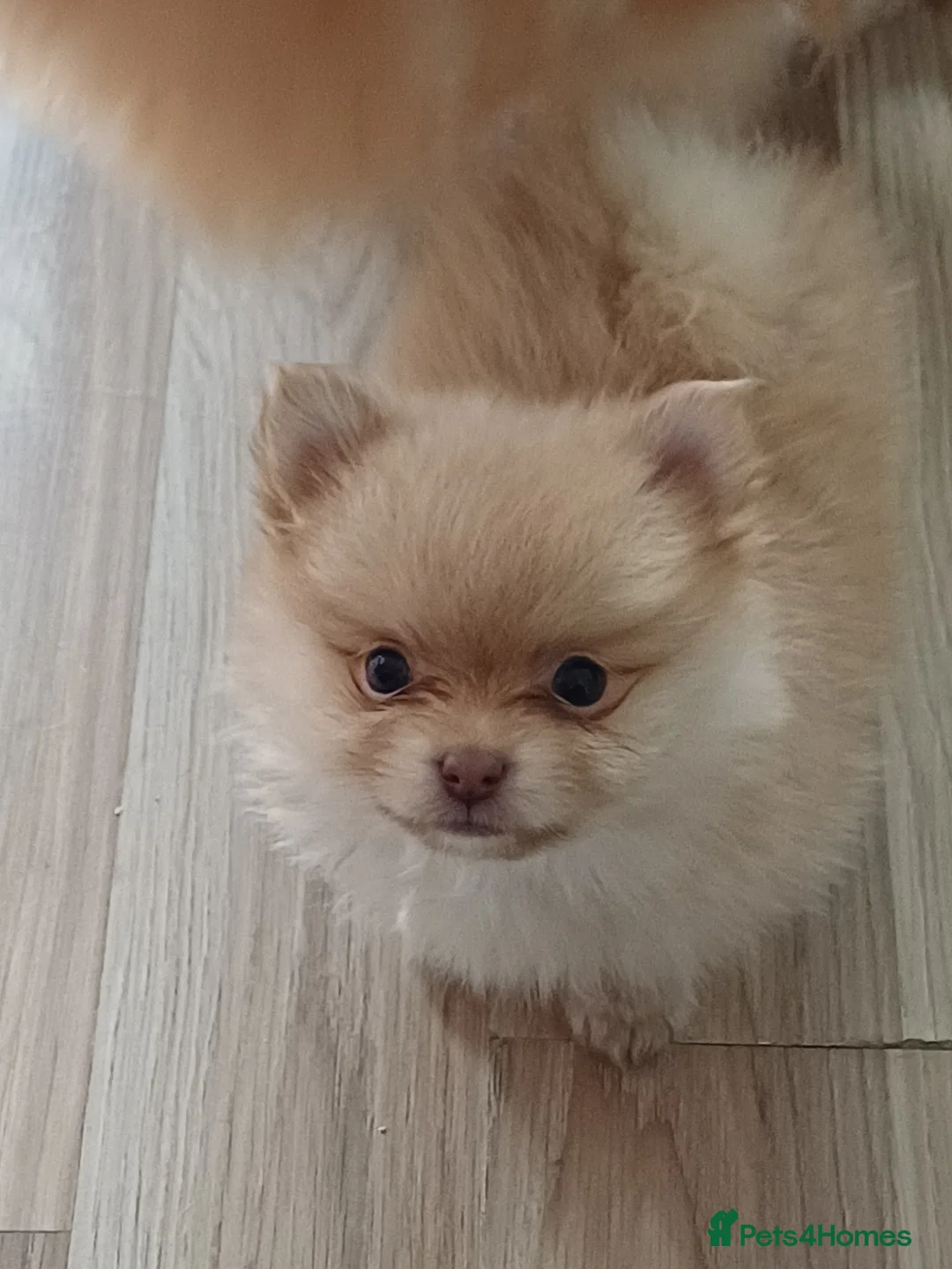 Pomeranian dogs for sale: Pure fluffy mini pomeranian puppies 🐶  in Skelmersdale - Advert 6