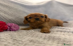 Cavalier King Charles Spaniel dogs for sale: KC REG, HEART, EYE AND DNA TESTED PARENTS - Image 25