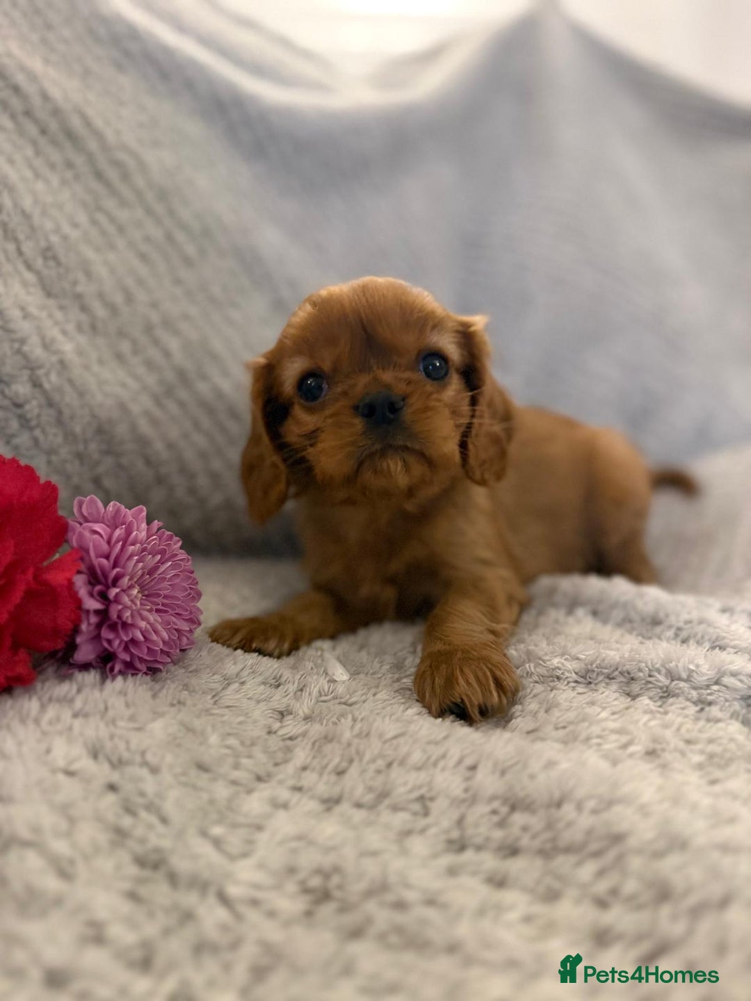 Cavalier King Charles Spaniel dogs for sale: KC REG, HEART, EYE AND DNA TESTED PARENTS - Image 25