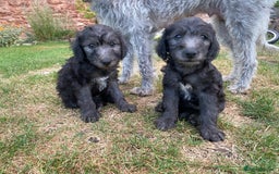 Mixed Breed dogs for sale: Bedlington Terrier X Whippet Puppies ⭐️ - Image 8
