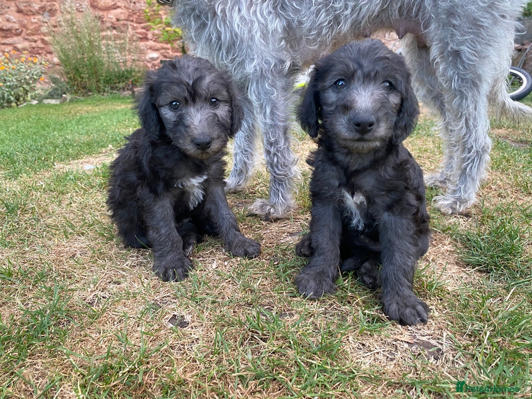 Mixed Breed dogs for sale: Bedlington Terrier X Whippet Puppies ⭐️ - Image 8