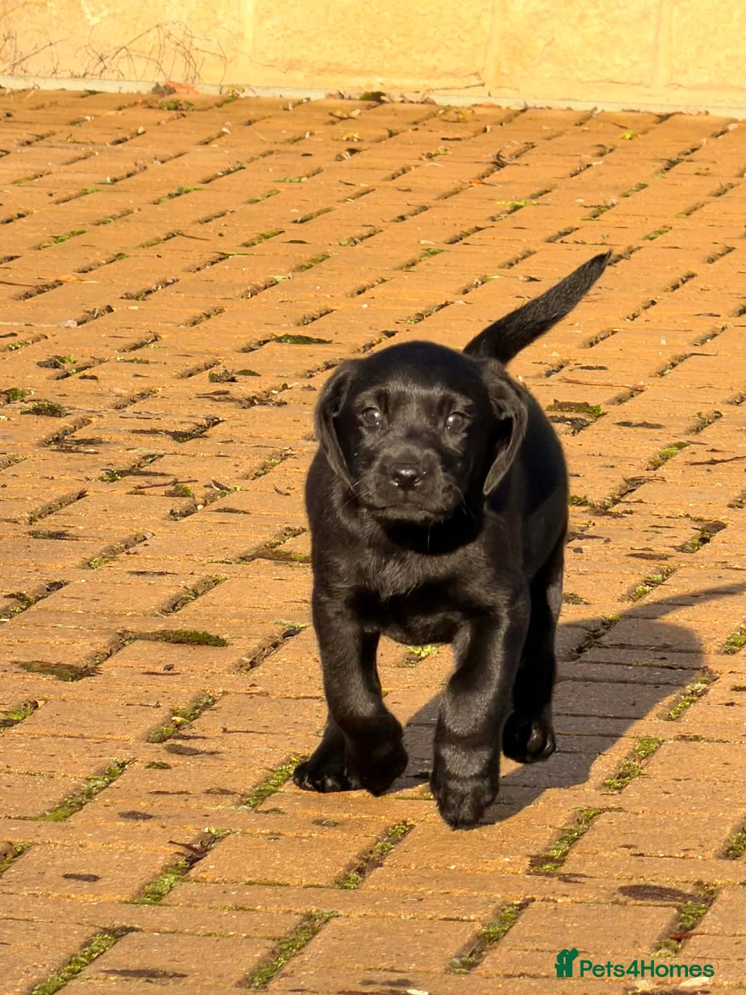 Labrador Retriever dogs for sale: Jock the black Lab - Advert 3