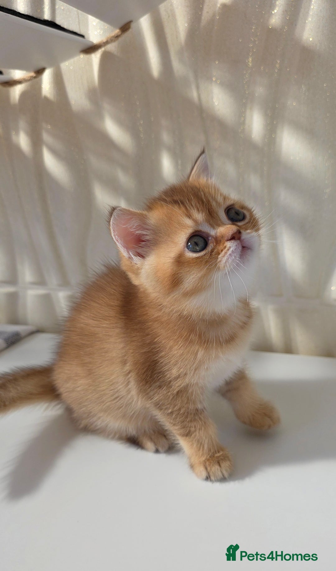 Scottish Fold cats for sale: EXCLUSIVE Golden-cinnamon Show quality. Best in UK - Image 6