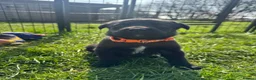 Borador dogs for sale: Beautiful Collie Cross Labrador Puppies  - Advert 25