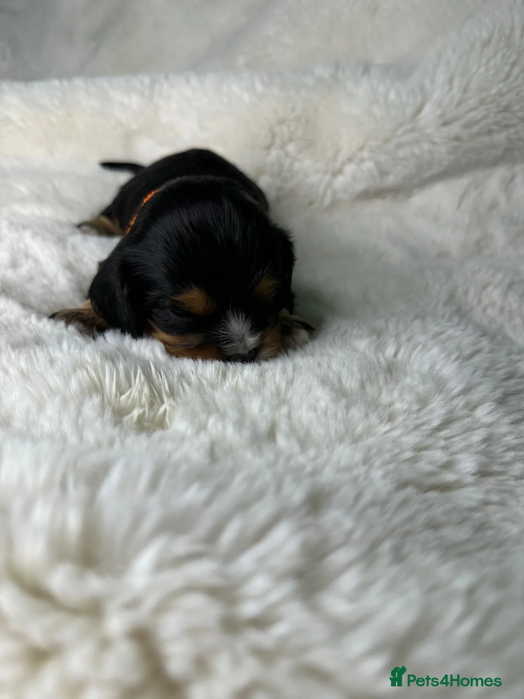 Cavalier King Charles Spaniel dogs for sale: Extensively health tested Puppys  - Advert 2