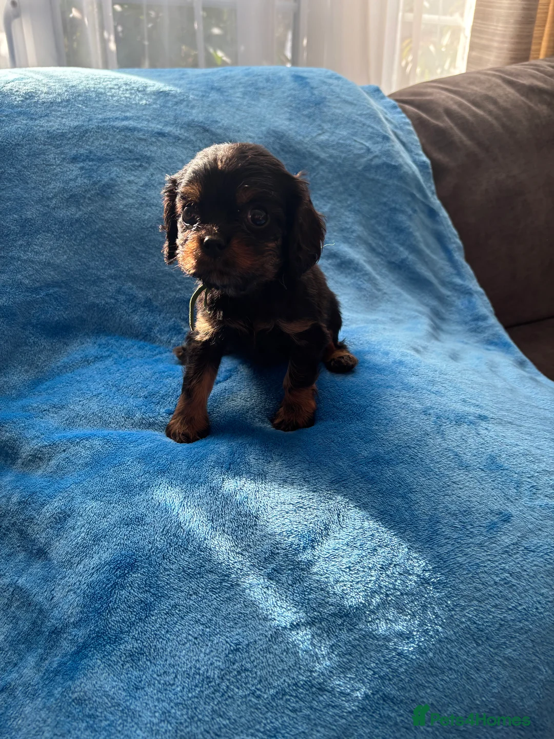 Cavalier King Charles Spaniel dogs for sale: Gorgeous KC Puppies Available  - Advert 21