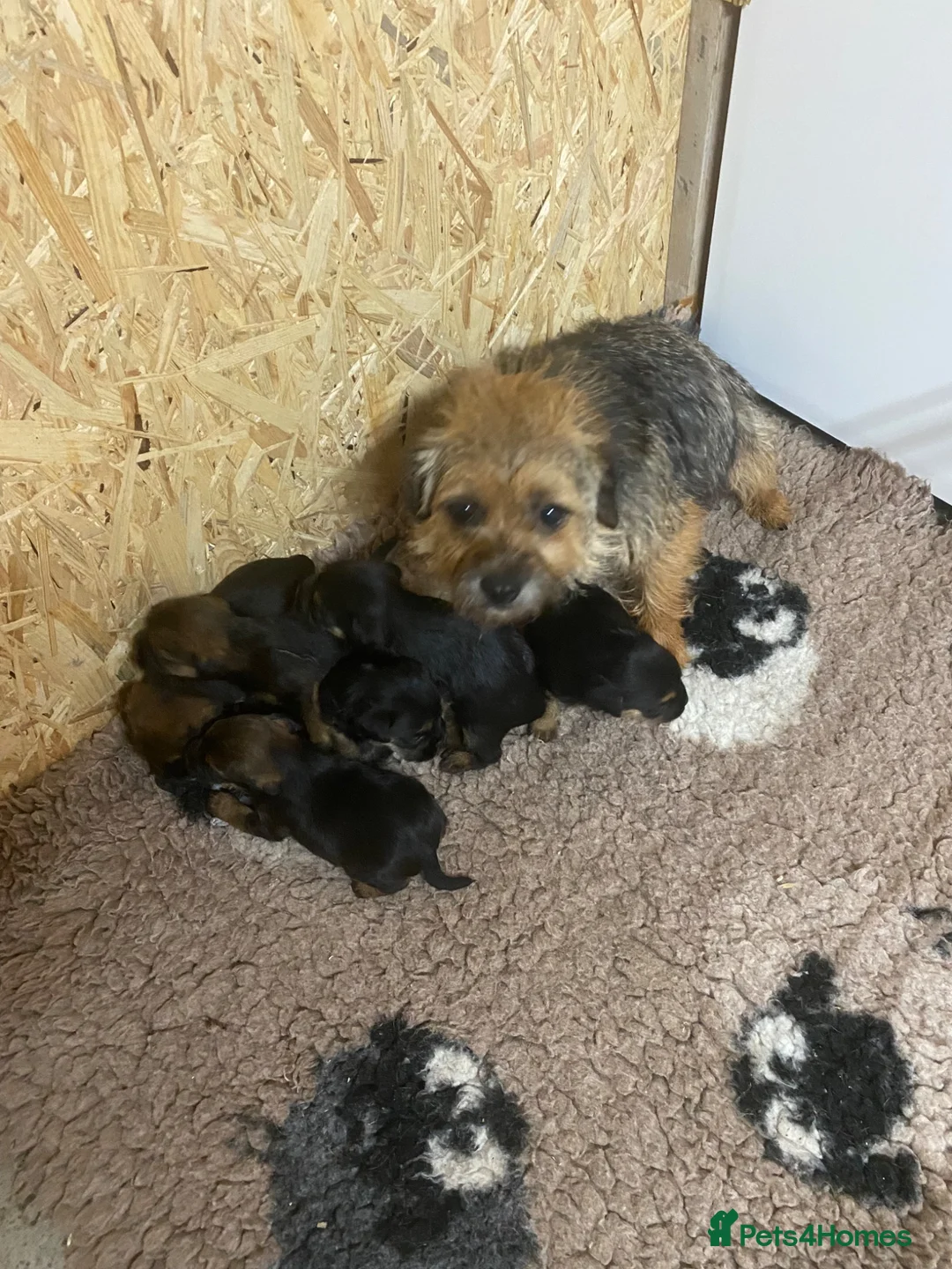 Border Terrier dogs for sale: Kc reg border terrier pups - Advert 5