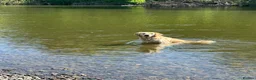 Golden Retriever dogs for sale: KC registered Golden Retriever  - Advert 6