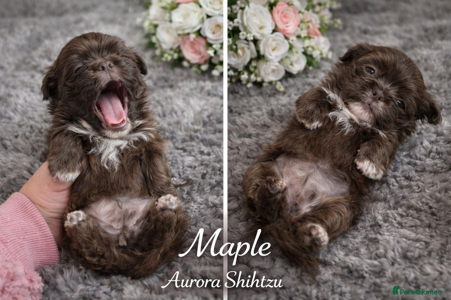 Shih Tzu dogs KC registered Black 🖤 and Chocolate 🤎 Beauties  - Advert 1