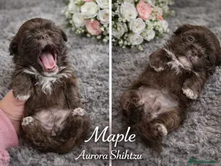 Shih Tzu dogs KC registered Black 🖤 and Chocolate 🤎 Beauties - Advert 1