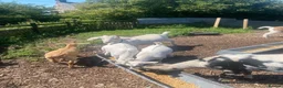 Goats livestock for sale: Goats for sale  in Bolton - Advert 5