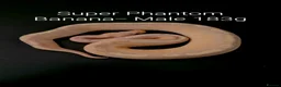 Python Snake reptiles for sale: Juvenile Ball Pythons in Manchester - Advert 6