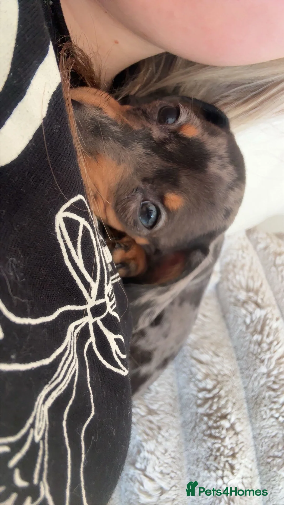 Dachshund dogs for sale:  2 dachshund  in Stafford - Advert 2