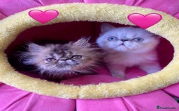 Persian cats for sale: READY NOW GCCF REG PKD FREE EXOTICS - Image 2