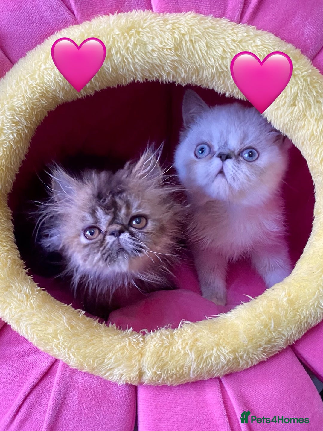 Persian cats for sale: READY NOW GCCF REG PKD FREE EXOTICS - Image 2