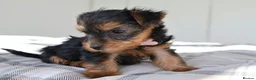 Yorkshire Terrier dogs for sale: Adorable Yorkshire Terrier Puppies 5 11.11.2026 - Advert 20