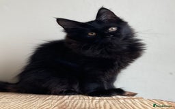 Maine Coon cats for sale: Beautiful pure bread maine coon kittens  - Image 29