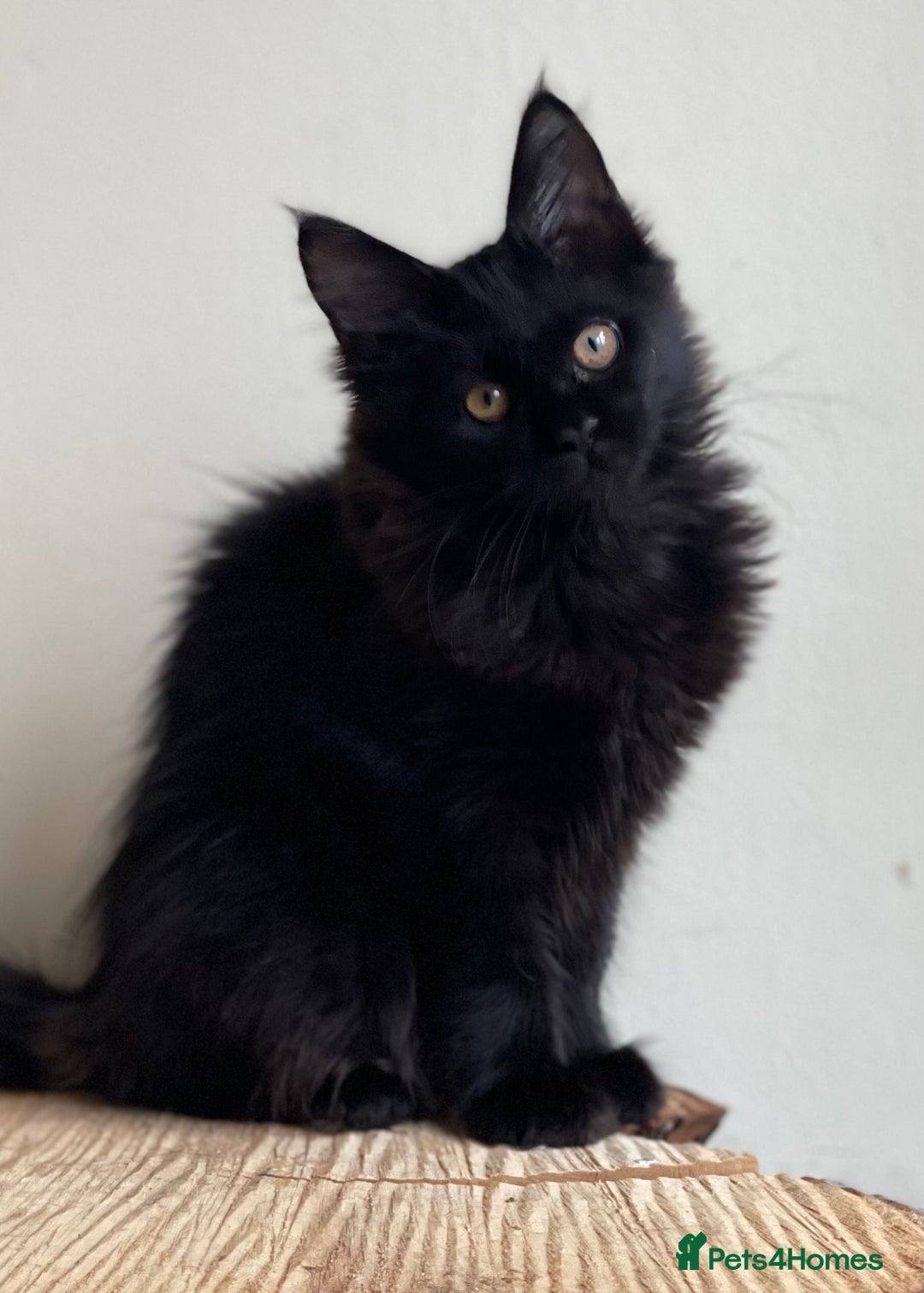 Maine Coon cats for sale: Beautiful pure bread maine coon kittens  - Image 29