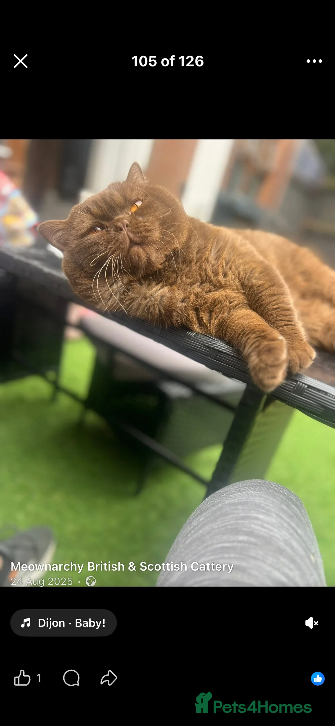 British Shorthair cats for sale: Active chocolate British short hair male - Advert 23