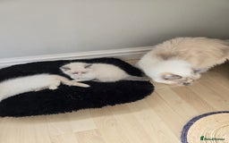 Ragdoll cats for sale: Gorgeous Ragdoll Kittens  - Image 6