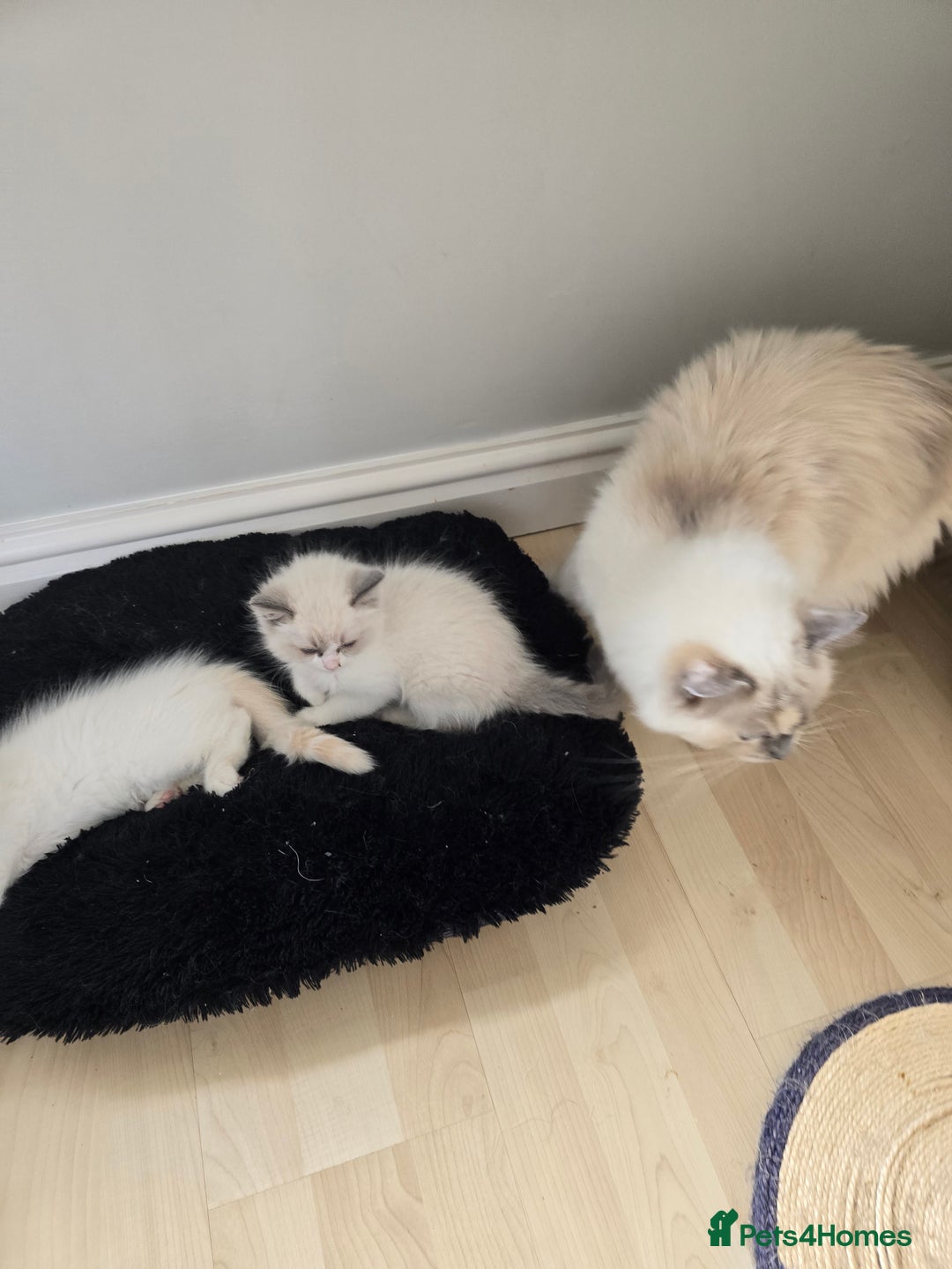 Ragdoll cats for sale: Gorgeous Ragdoll Kittens  - Image 6
