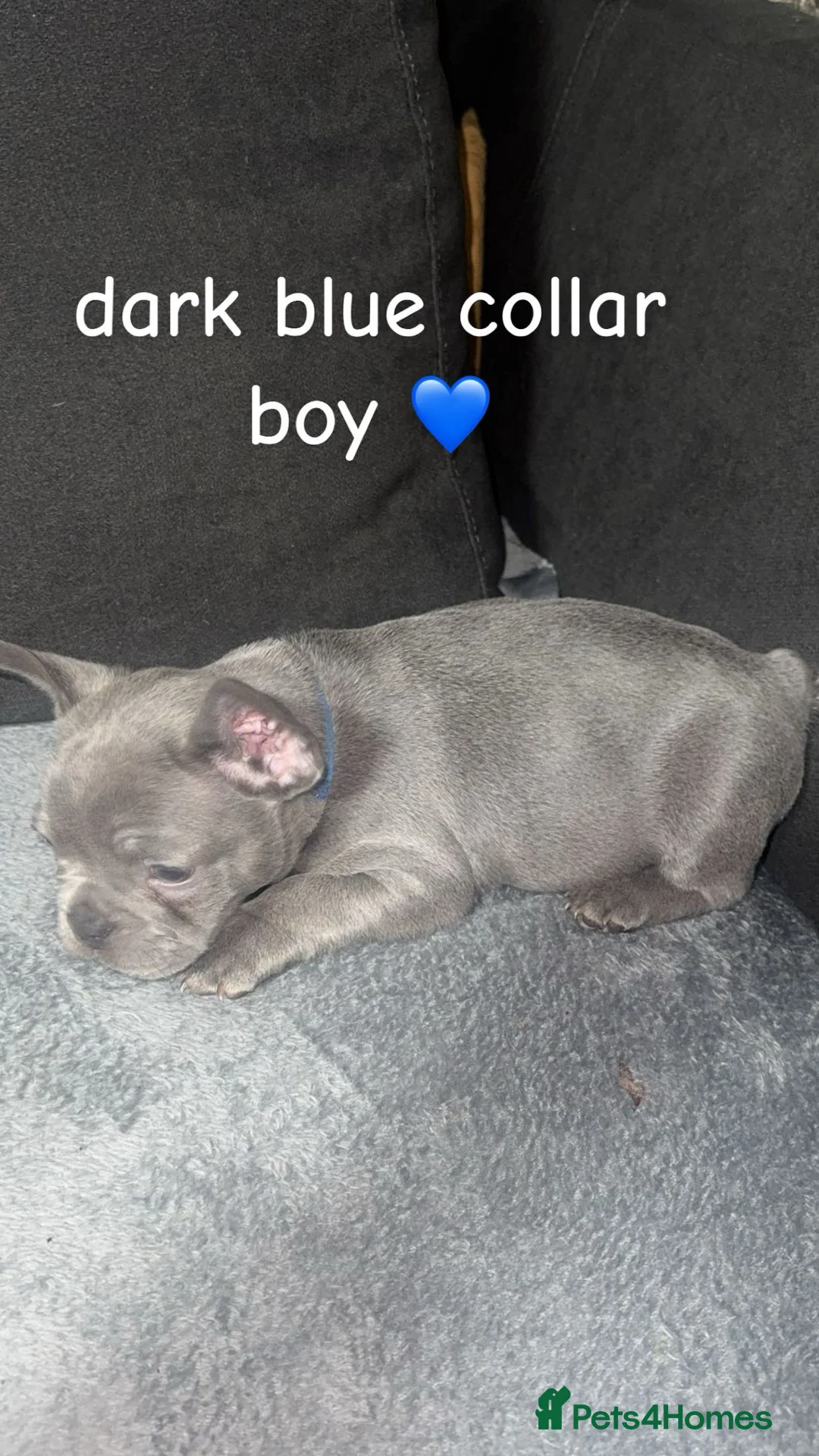 French Bulldog dogs for sale: Fluffy carrier french bulldog pups  - Advert 6