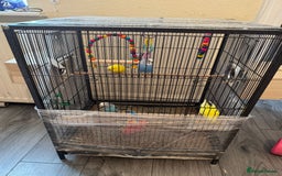 Budgerigars birds for sale: Budgies - Image 1