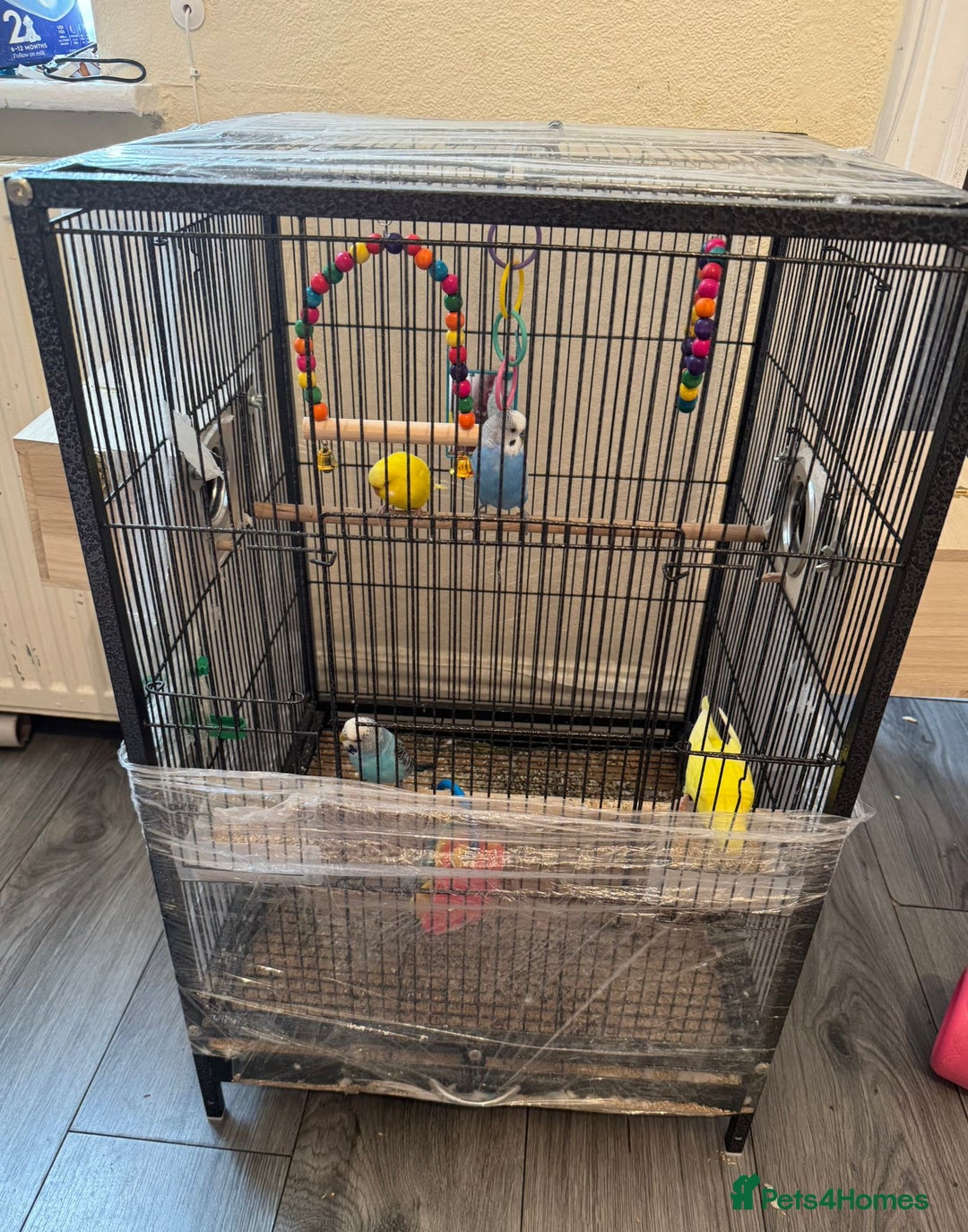 Budgerigars birds for sale: Budgies - Image 1