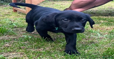 Labrador Retriever dogs - Advert 2