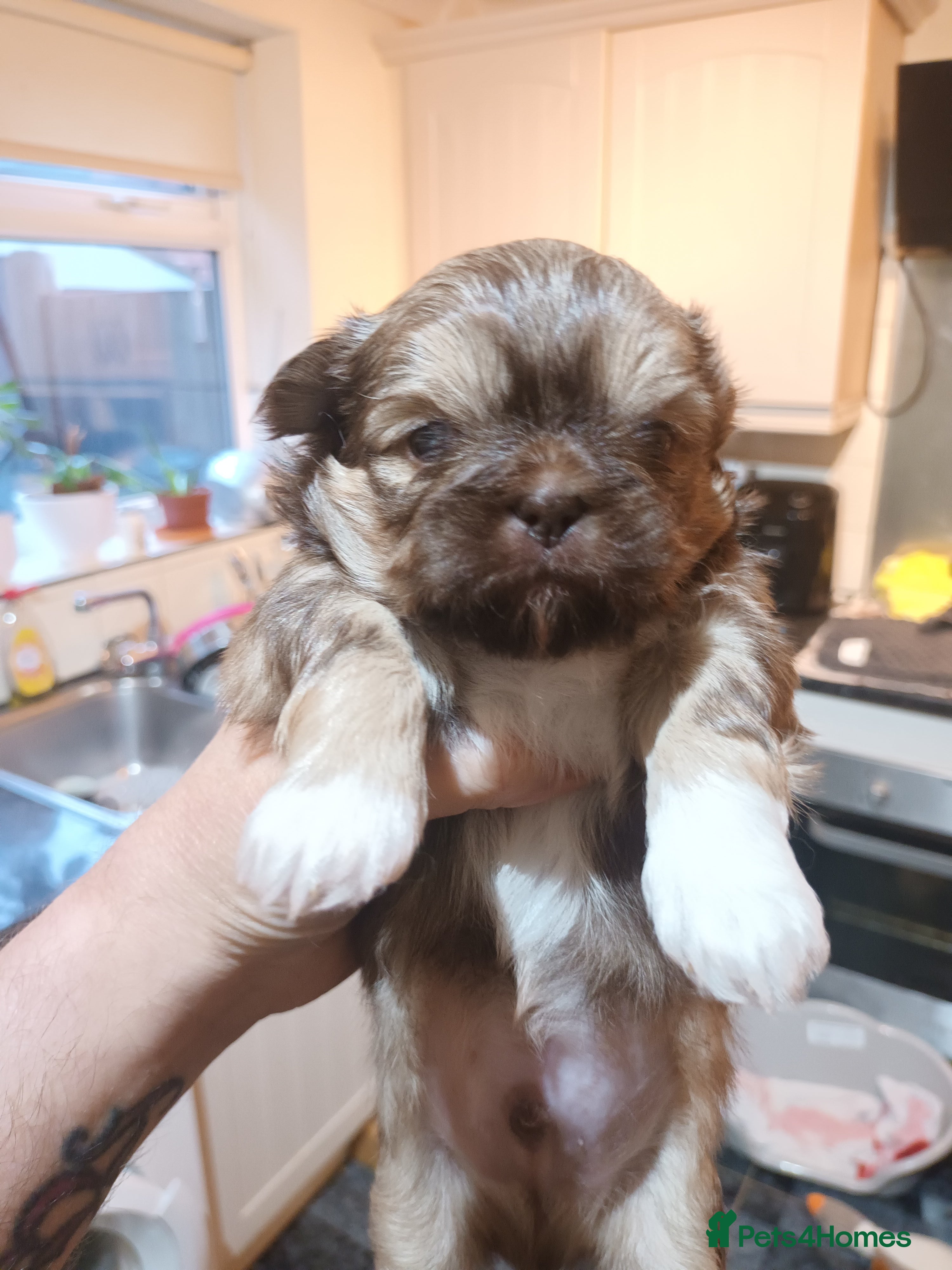 Shih Tzu dogs imperial shih tzu pups  - Advert 2