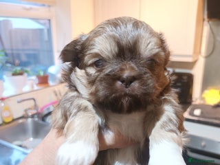 Shih Tzu dogs imperial shih tzu pups - Advert 1