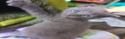 Mixed Breed cats for sale: Beautiful grey female kitten  - Advert 1