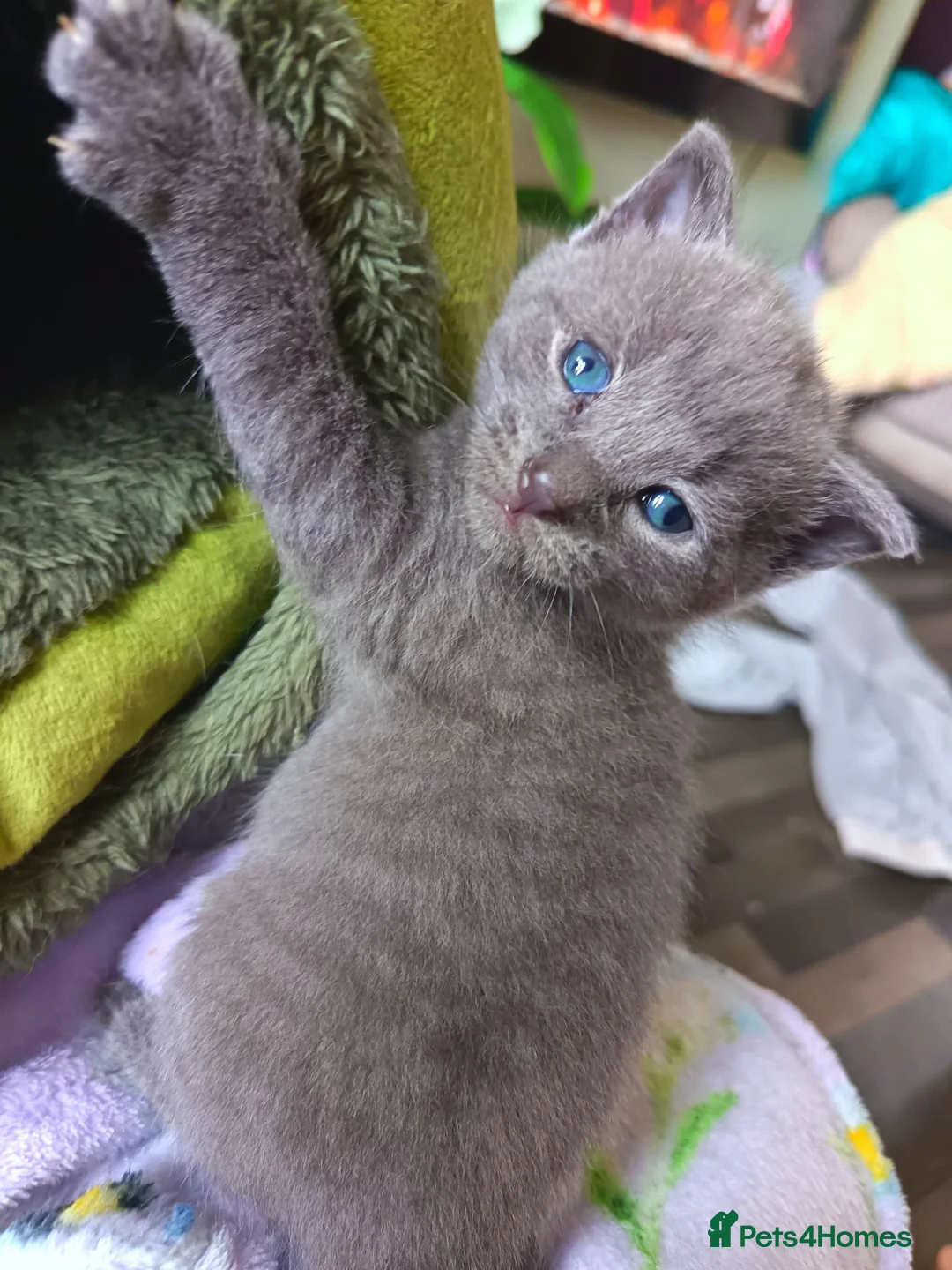 Mixed Breed cats for sale: Beautiful grey female kitten  - Advert 1