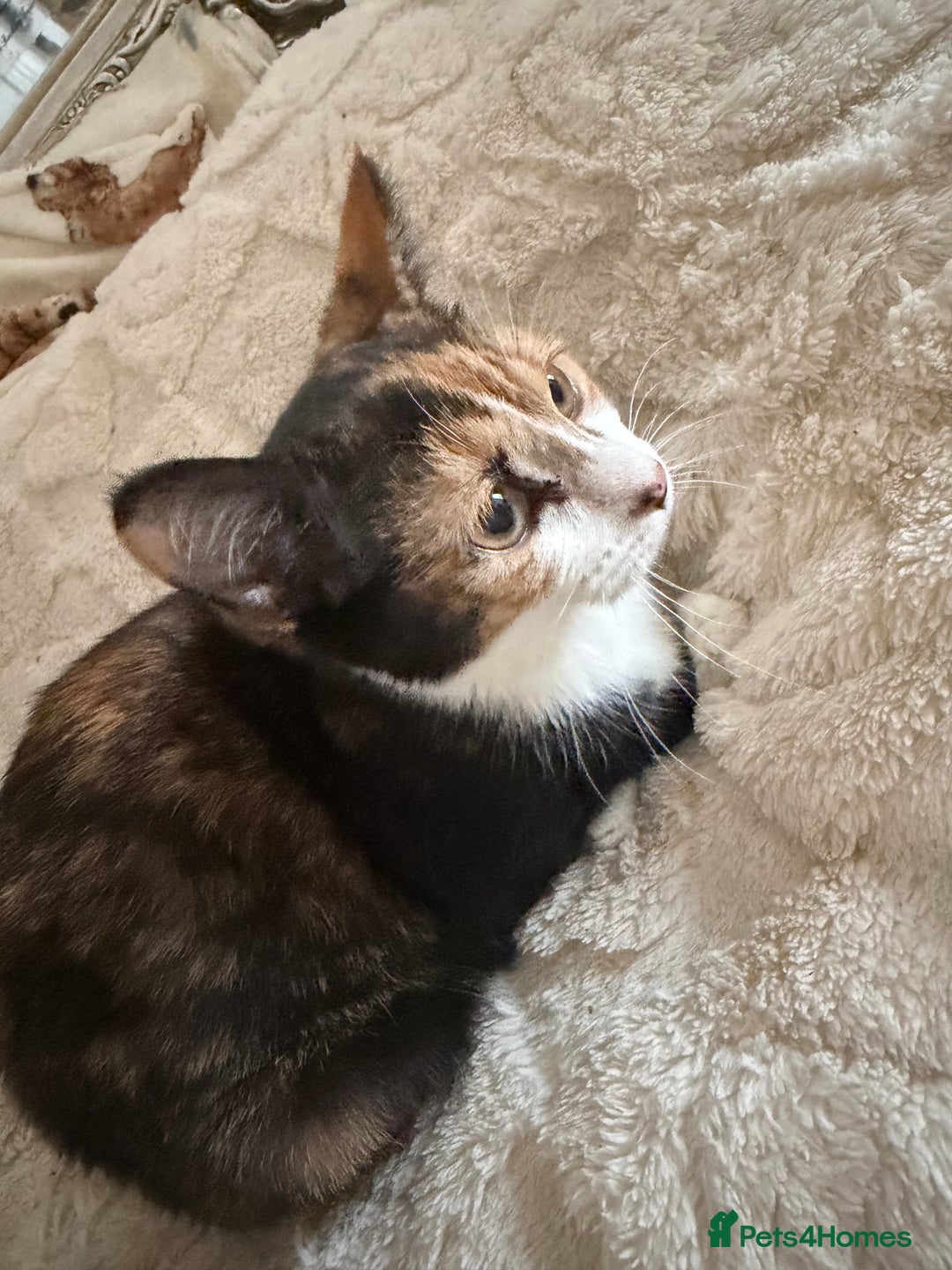 Mixed Breed cats for sale: Kittens  - Advert 8