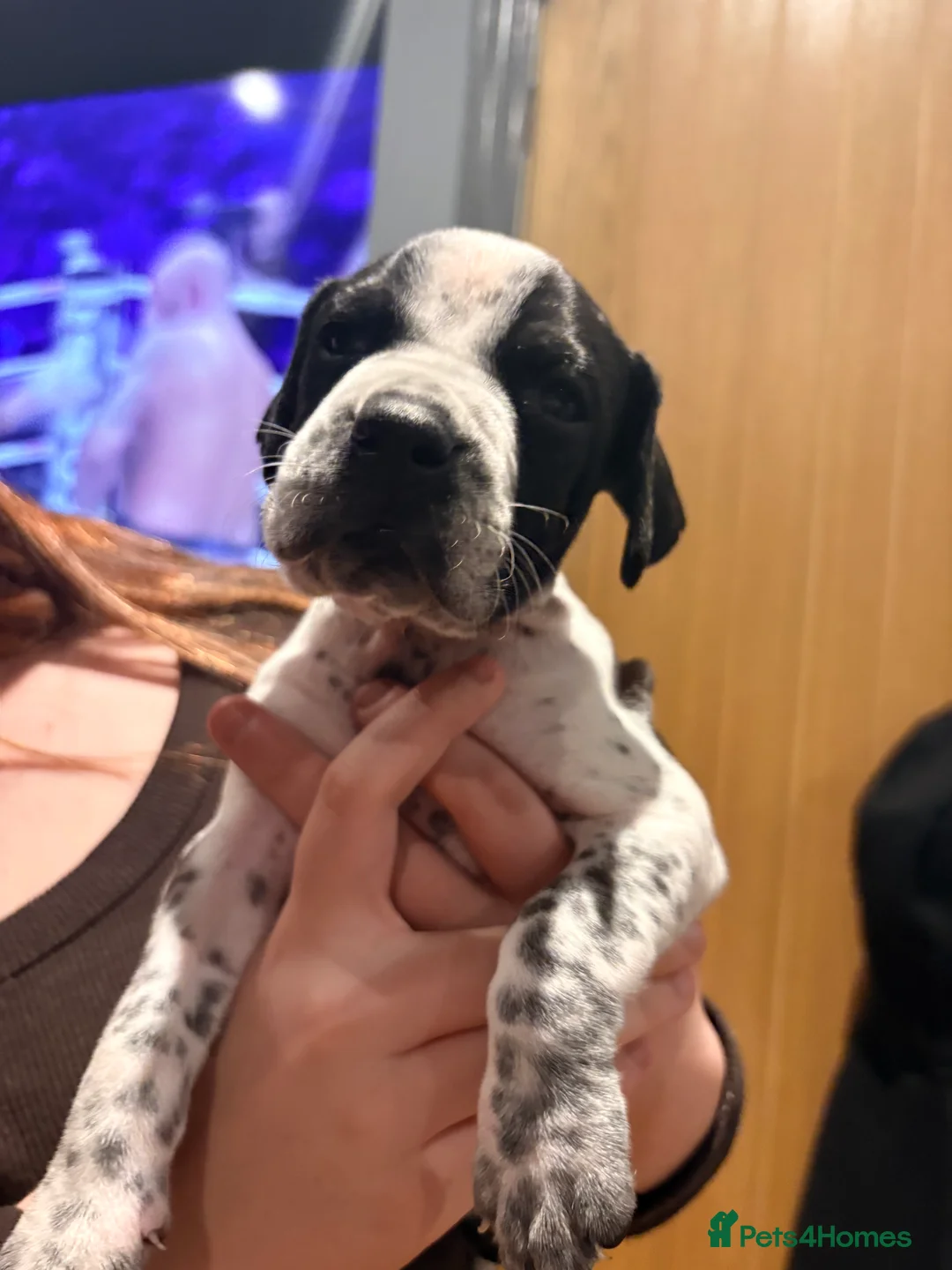 Pointer dogs for sale: Last gorgeous puppy looking for a loving home  - Advert 28