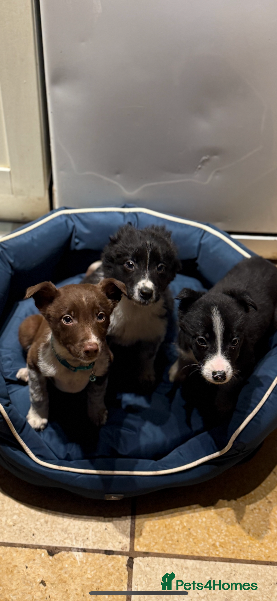 Border Collie dogs 3 Beautiful Collie Pups 🐶  - Advert 4