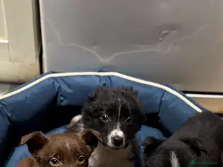 Border Collie dogs 3 Beautiful Collie Pups 🐶 - Advert 4