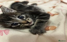 Mixed Breed cats for sale: Gorgeous kittens for sale - Image 1