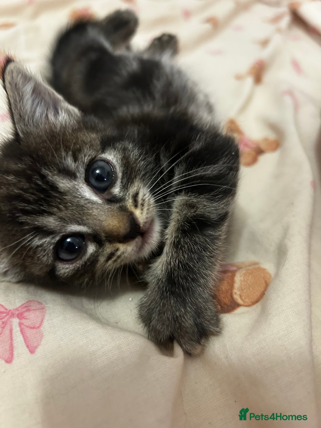 Mixed Breed cats for sale: Gorgeous kittens for sale - Image 1