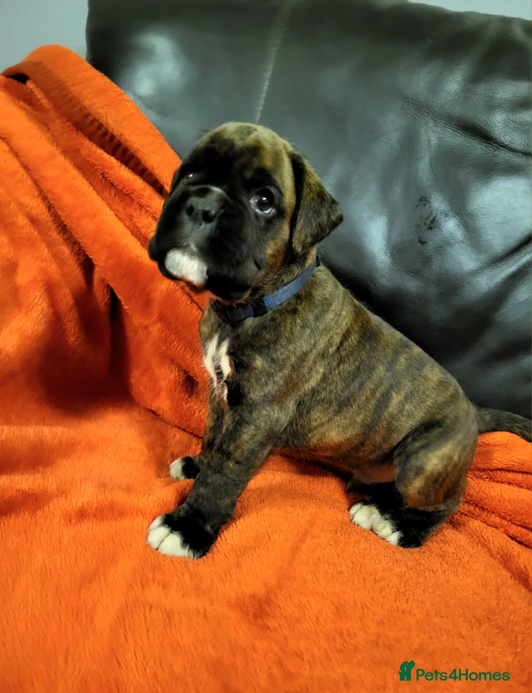Boxer dogs for sale:  Beautiful Bobtail/ tailed boxer puppy - Advert 2