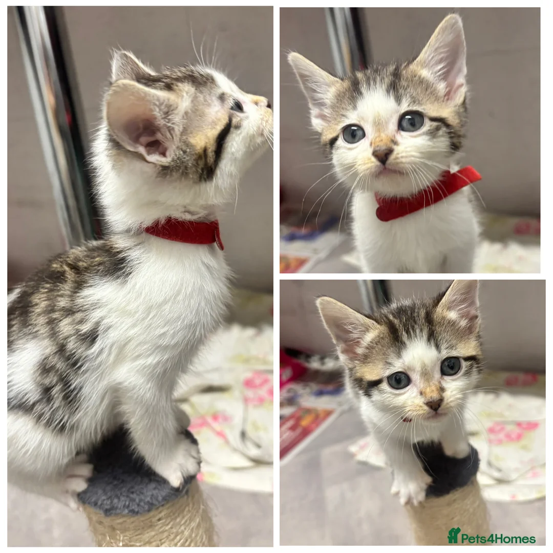 Mixed Breed cats for sale: Beautiful kittens  - Advert 1