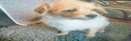 Chipoo dogs for sale: Hiking Companion Chipoo DNA tested 5 ⭐ - Advert 9