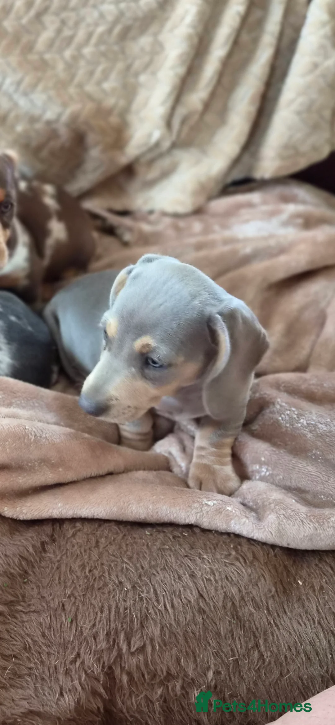 Miniature Dachshund dogs for sale: Miniature Dashunds  - Advert 2
