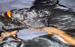 Cockapoo dogs for sale: 3 healthy phantom F1B cockapoo boys for sale  - Image 26